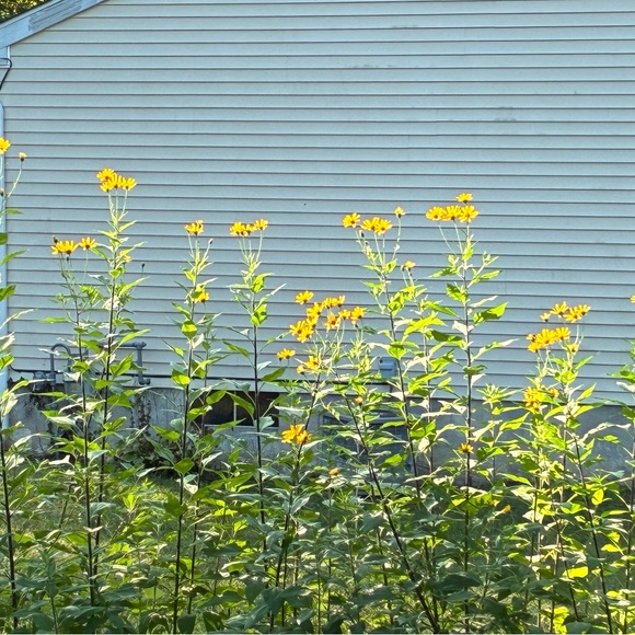 🫧🍄L.  I.  V.  E.🍄🫧 - Picture 8 of 14